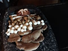 四种菇菇-哥老官重庆美蛙鱼头(日月光店)