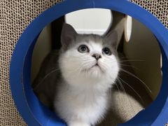 -70cat德文卷毛猫·缅因猫纯种猫舍