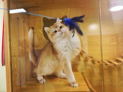 -猫十亿·布偶金渐层·曼基康矮脚猫舍(青年路店)