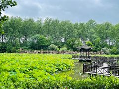 -合肥滨湖国家森林公园