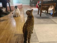 -猫小院猫主题餐厅(三里屯店)