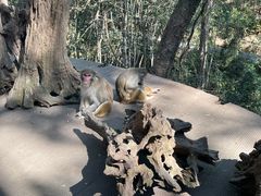 -普洱太阳河森林公园