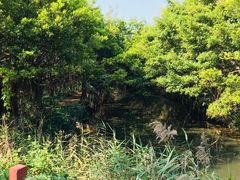 -大湾区中央湿地公园