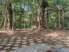 -中国科学院西双版纳热带植物园