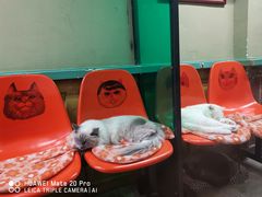 -猫咪博物馆(顶澳仔猫街店)