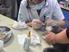 -瑞派动物医院·猫专科·至诚(江南中分院)