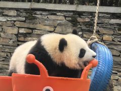 -卧龙中华大熊猫苑神树坪基地