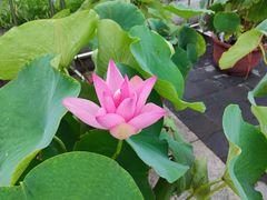 -莲花池公园