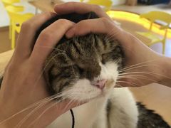 -猫にゃん · 猫的隐藏屋猫咖(麦地旗舰店)