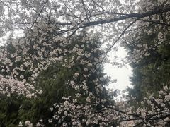 -武汉大学-樱园