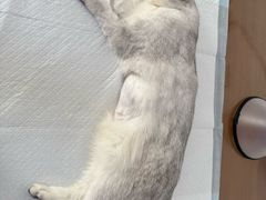 -美联众合动物医院·24h转诊中心