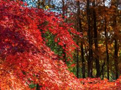 -上海共青森林公园