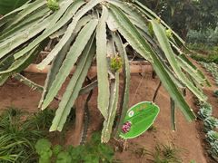 -兰陵国家农业公园