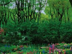 -上海共青森林公园