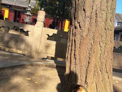 -西园戒幢律寺
