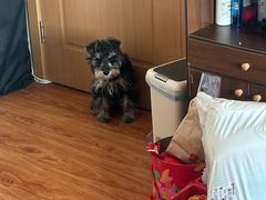 -翊宠yipet猫狗购宠庄园犬舍•猫舍