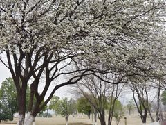 -盘龙城国家考古遗址公园