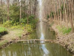 -合肥滨湖国家森林公园