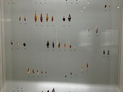 -青岛贝壳博物馆