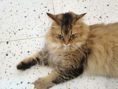 -猫域·湾主题猫咖·宠物吧(南坪城市广场店)