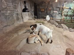 -Zoolung Zoolung动物主题公园(海信广场店)