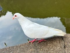 -音乐台