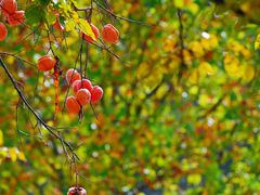-周口店坡峰岭风景区