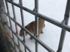 -横道河子东北虎林园
