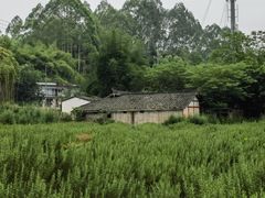 -黄龙溪古镇