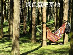 -上海共青森林公园