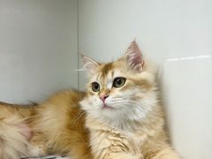 -lincat·猫舍(广州店)
