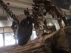 -自贡恐龙博物馆