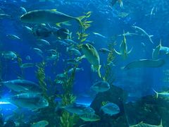 -芜湖新华联大白鲸海洋公园