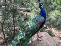 -西霞口神雕山野生动物世界