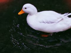 -麻小度青花椒鱼(安德总店)