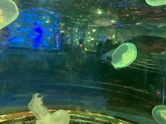 -太奥幻太奇海洋馆