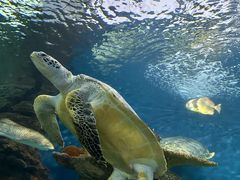 -上海海洋水族馆