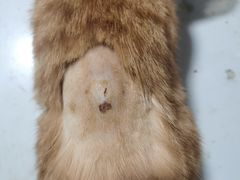 -乖乖宠物医院·猫科·骨科·24小时(云岗分院)