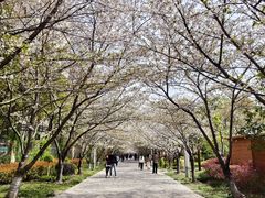-高东镇樱花园