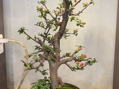 -双季花艺园艺市场(浦东店)