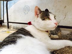 海边的猫和咖啡馆-海边的猫和咖啡馆