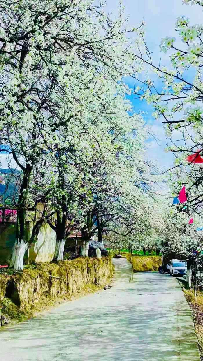 金川风景区-"9194四川金川:梨花花期:三月下旬至四.