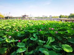 -莲花池公园