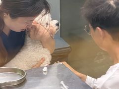 -瑞派天使宠物医院·神经外科·骨科·核磁(洛川中路店)