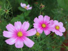 -天适樱花悠乐园