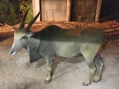 -清迈夜间动物园