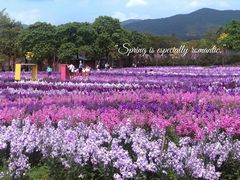 -天适樱花悠乐园