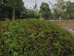 -瑶湖郊野森林公园