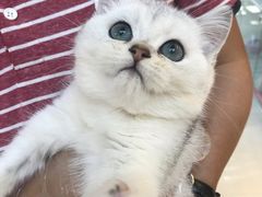 -lincat·猫舍(广州店)