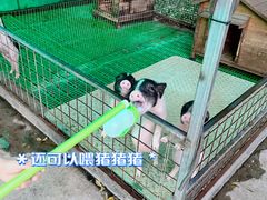 -史努比缤纷世界